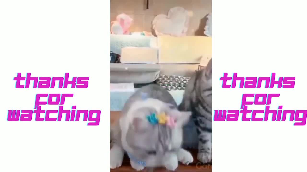 Funny cat videos