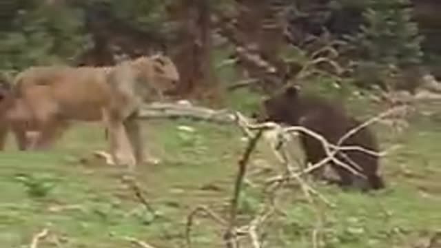 INCREDIBLE! PUMA ATTACKS BEAR AND GETS BAD