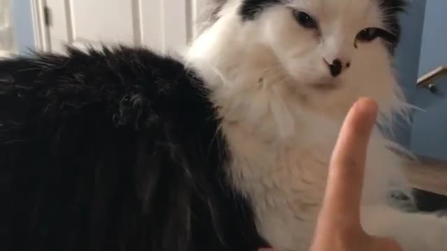 Cat Chilling