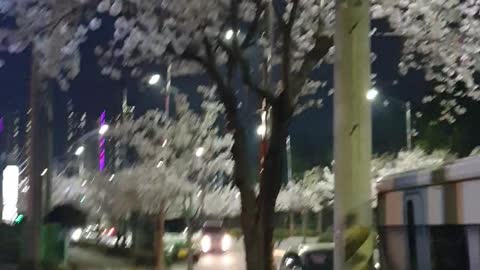 Cherry Blossom street