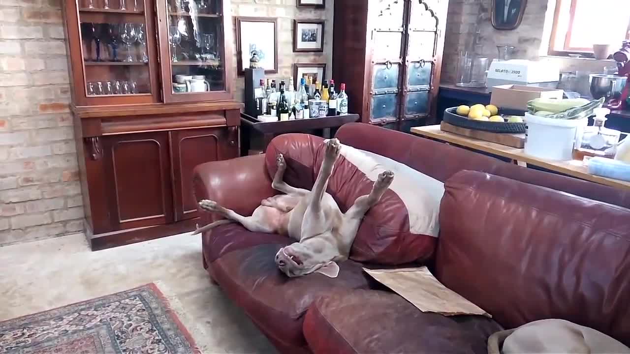 Exhausted Weimaraner Sleeps In Hilarious Position