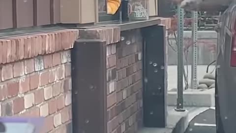 Super Funny Dog Videos #4