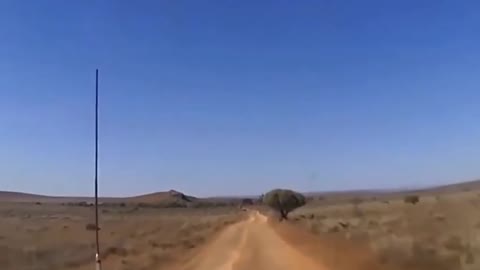 Surpresas no safari