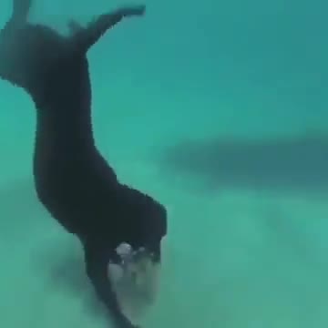 Hunting lobster with hunting dog