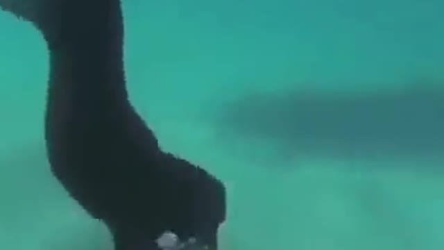 Hunting lobster with hunting dog