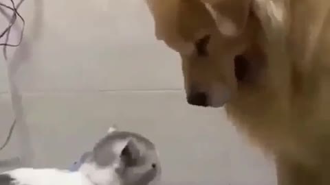 OMG 😱 cute animal 😍😘