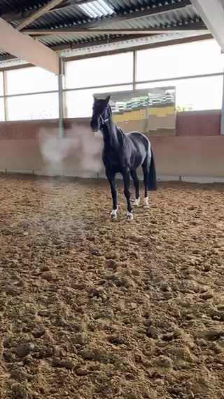 I think he wants to be a dragon not a horse 🐉