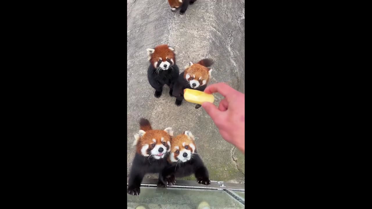 playing with little pandas