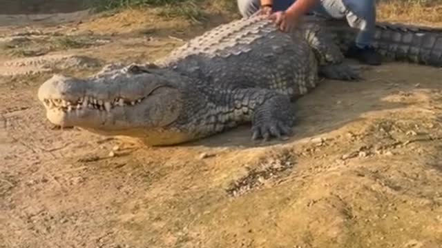 Playing Wild Crocodile