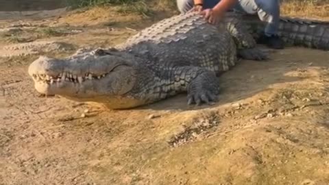 Playing Wild Crocodile