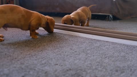 puppy playing like cute kids