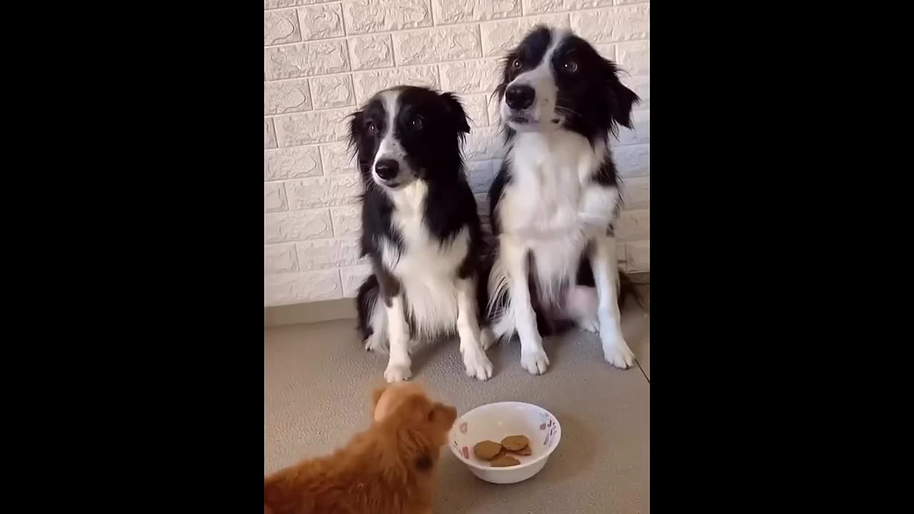 Funny 🤣cat and dog video | Try not to laugh🤣