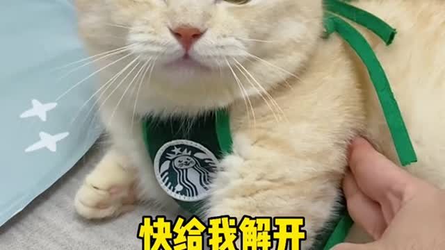 22_38585_爱笑的小年糕_猫：我是不是个专业的演员#抖音动物图鉴 #猫咪成精