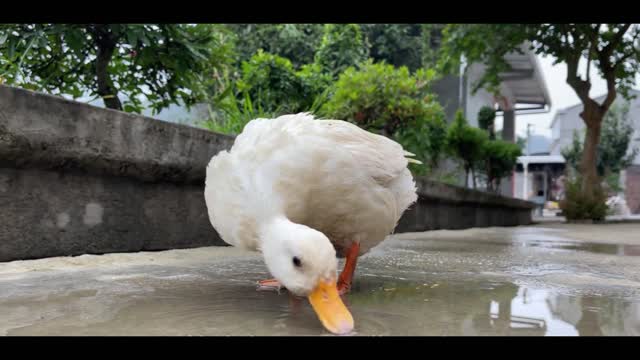 Ducks playing in the water