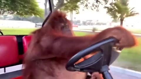 An orangutan driving a golf cart, checking the rear-view mirror, being