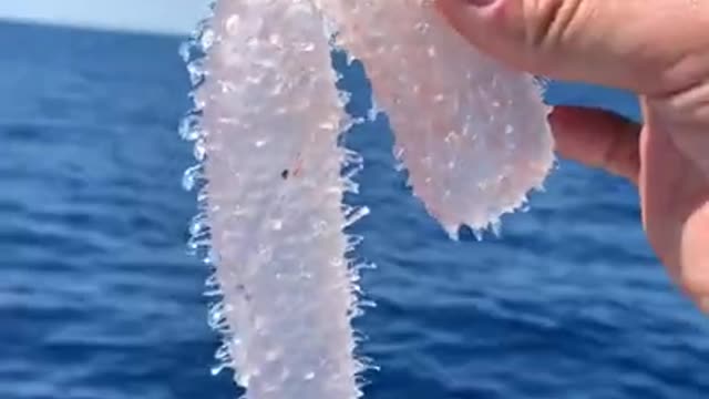 strange deep sea creature caught in florida