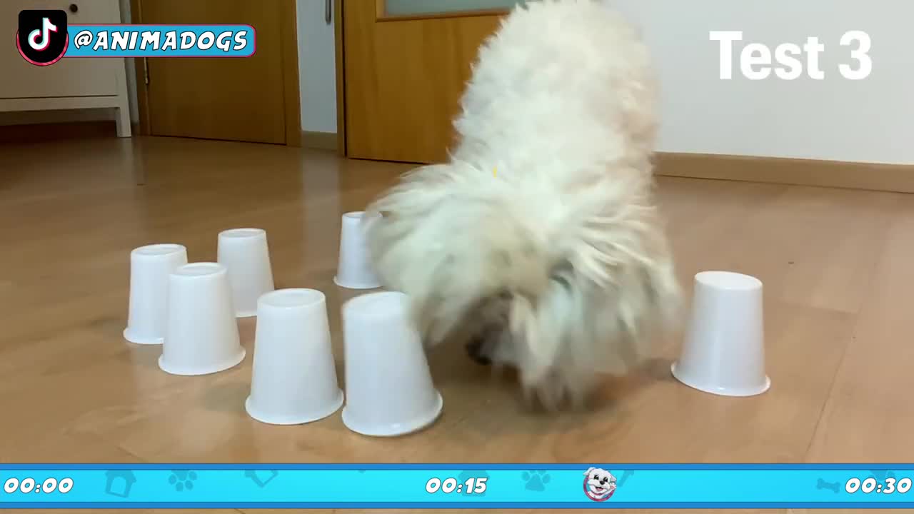 El TEST de INTELIGENCIA para Dogs