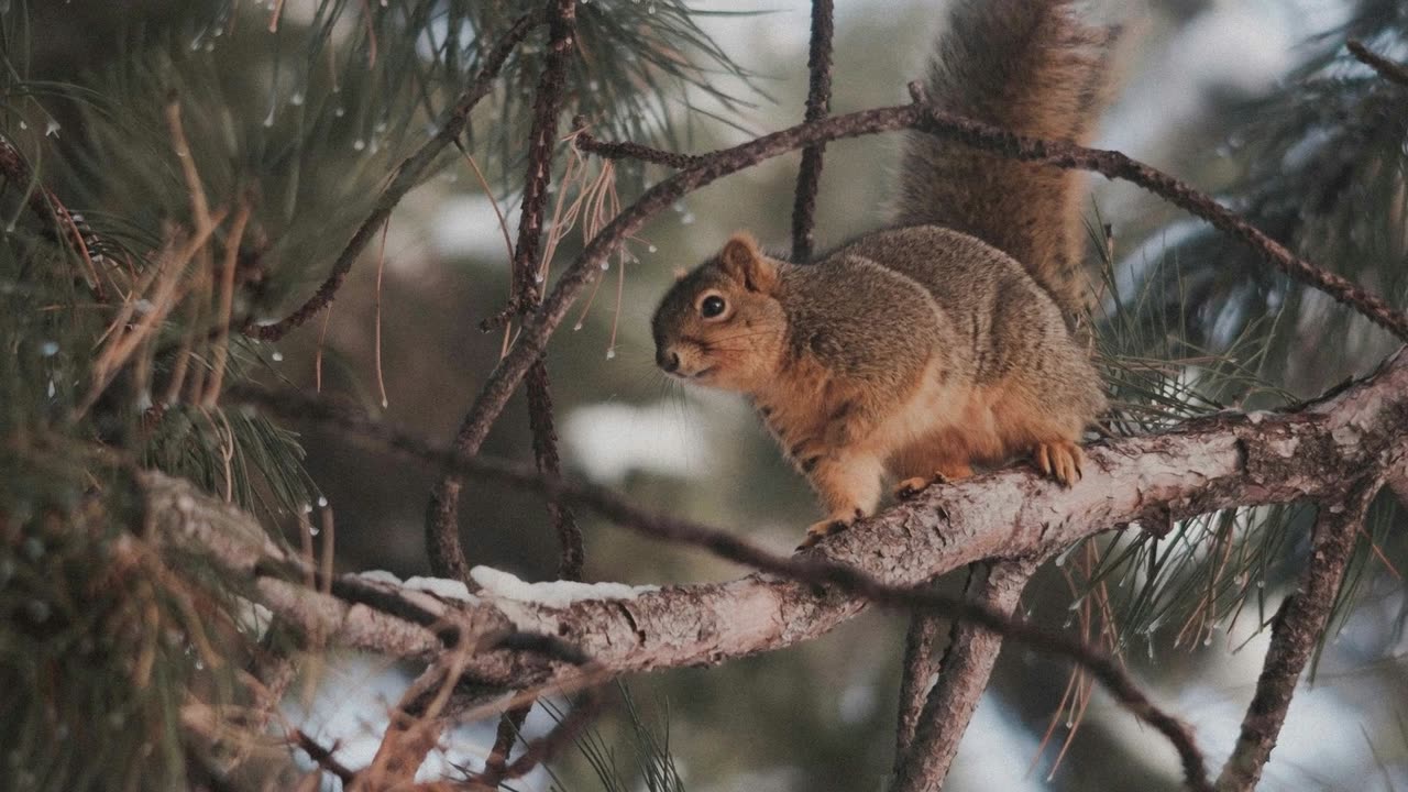 Squirrel, curious, agile, and oh-so-adorable! 🌰 🥜🐿️ #SquirrelLife #NatureLovers