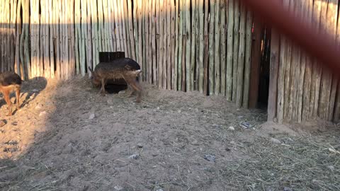Big wolf-sized rabbits