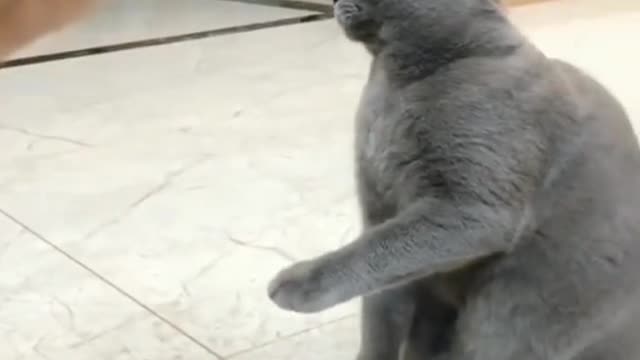 🤣Funny Cat video