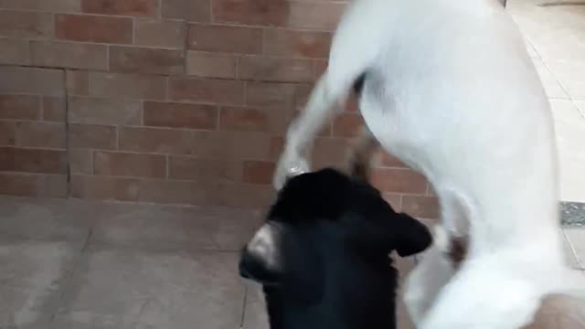 Labradors playing with soap bubbles