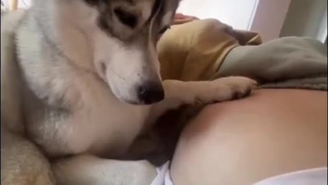 Dog discovering her mommy is pregnant.. 😊