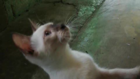 This cute and playful pet cat wants to play