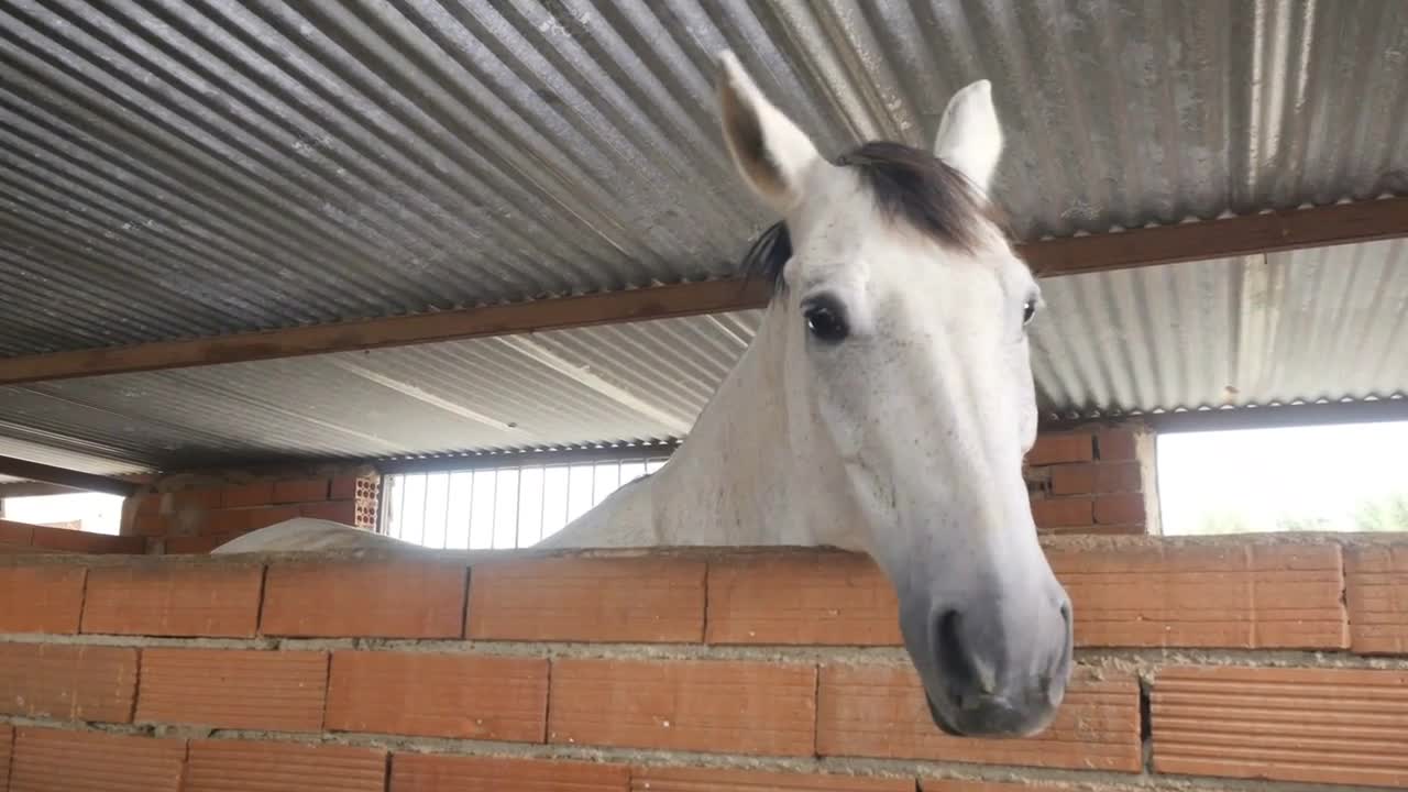 Beautiful white horse in stable