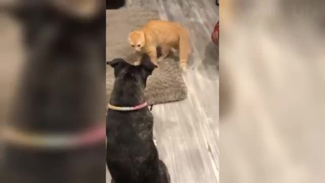 Funniest Dogs And Cats Videos 🐶😻 Best Funny Animal Videos Of The 202