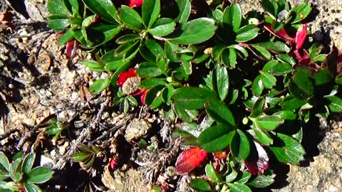 Three-leaved cinquefoil