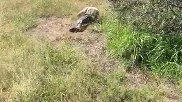 Watch this man attacked by a Lion