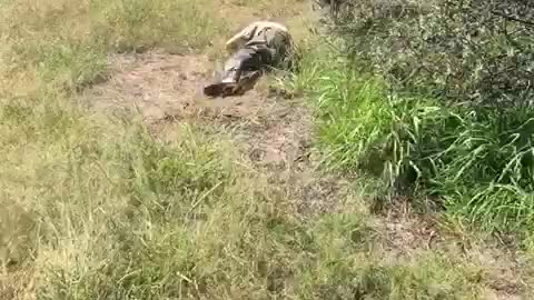 Watch this man attacked by a Lion