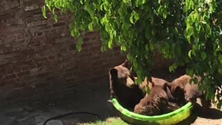 Mama Bear and Cubs Hanging Out in Kiddie Pool