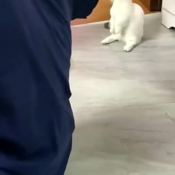 Why is a cat so like a dog?