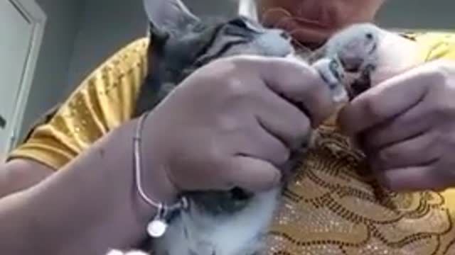 Look how angry the cat is when getting his nails done.