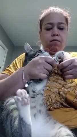 Look how angry the cat is when getting his nails done.