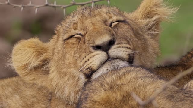 Close Up of Sleepy Lion Cub 1