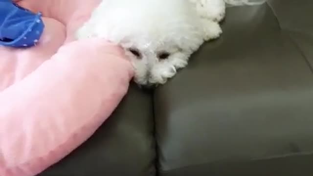 Dog resting on the sofa