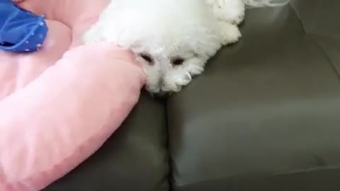 Dog resting on the sofa