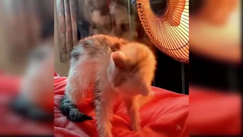 by Cats - Cute and Funny Cat Videos Compilation #23 _ Aww Animals