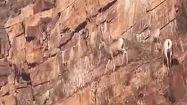 Deer 🦌🦌🦌🦌 climb mountains very interesting video