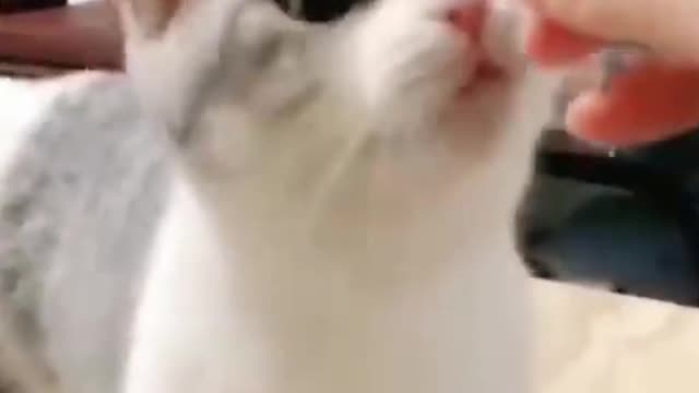 The Most Hilarious Shorts | This Cat Loves The Quick Service