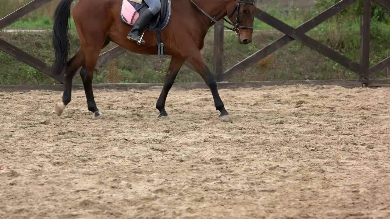 Horseback rider on field with copy space