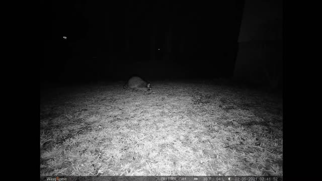 Neighborhood raccoon