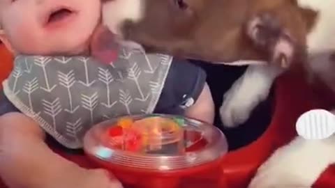 Funny Babies and Animals Video THE BEST Adorable Baby and Animals Compilation baby