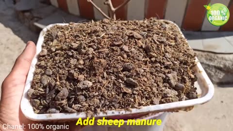 Growing Almond Tree in a Container