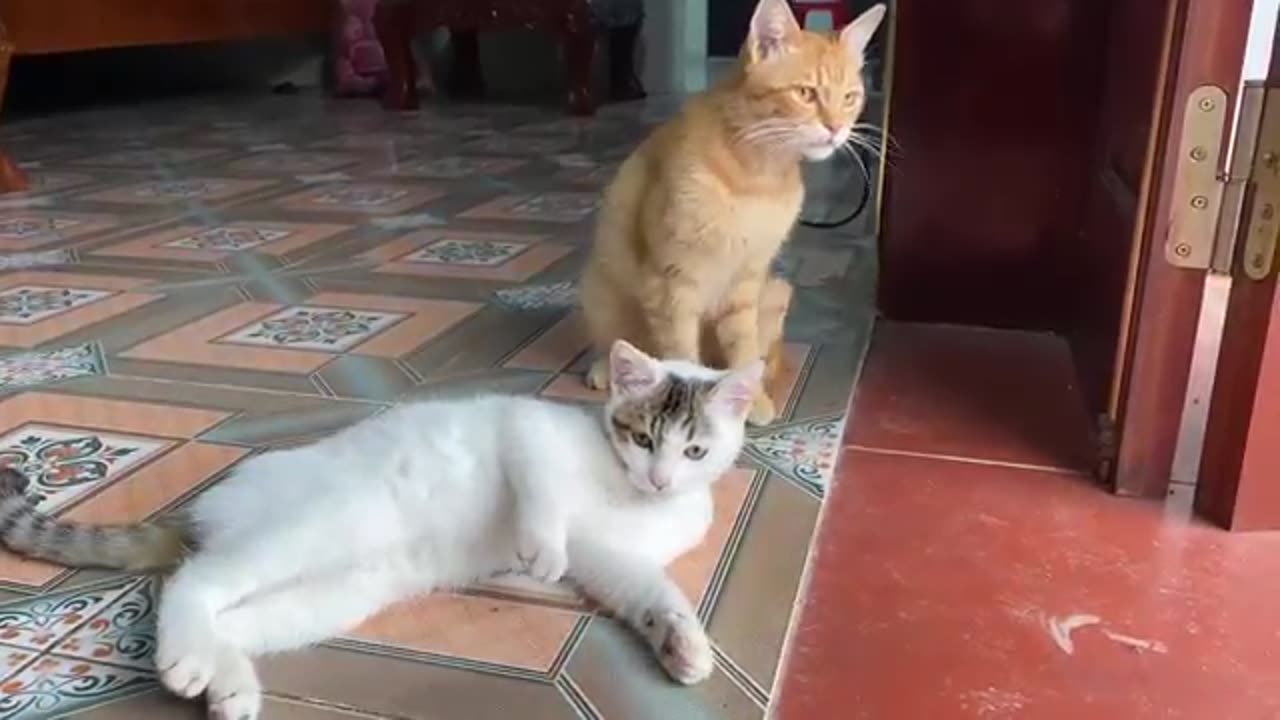 Cute_Kittens_-_Funny_and_Cute_Cat_Videos_Compilation_2023_-_Part_77(360p)