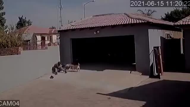R0bbery Gone Wrong - This Thief Made the Biggest Mistake of His Life by Breaking into a Fenced House