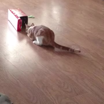 Box kitty and the red bug