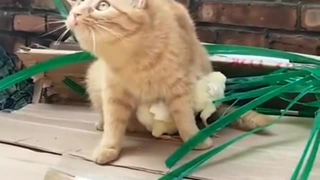 A cat who has become protective of her little chicks.